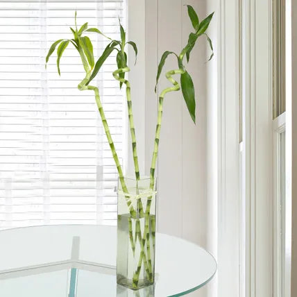 3 Spiral Stick Lucky Bamboo