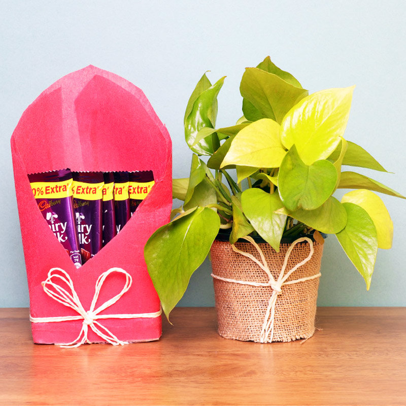 Natural Money Climber