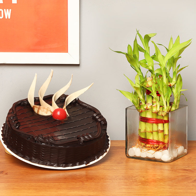 Lucky Bamboo And Choco Cake