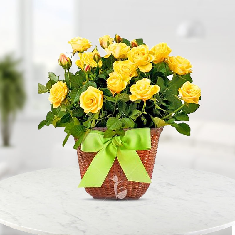 Basket Full Of Yellow Roses