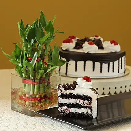 Blackforest Cake With Two Layer Bamboo Blackforest Cake With Two Layer Bamboo