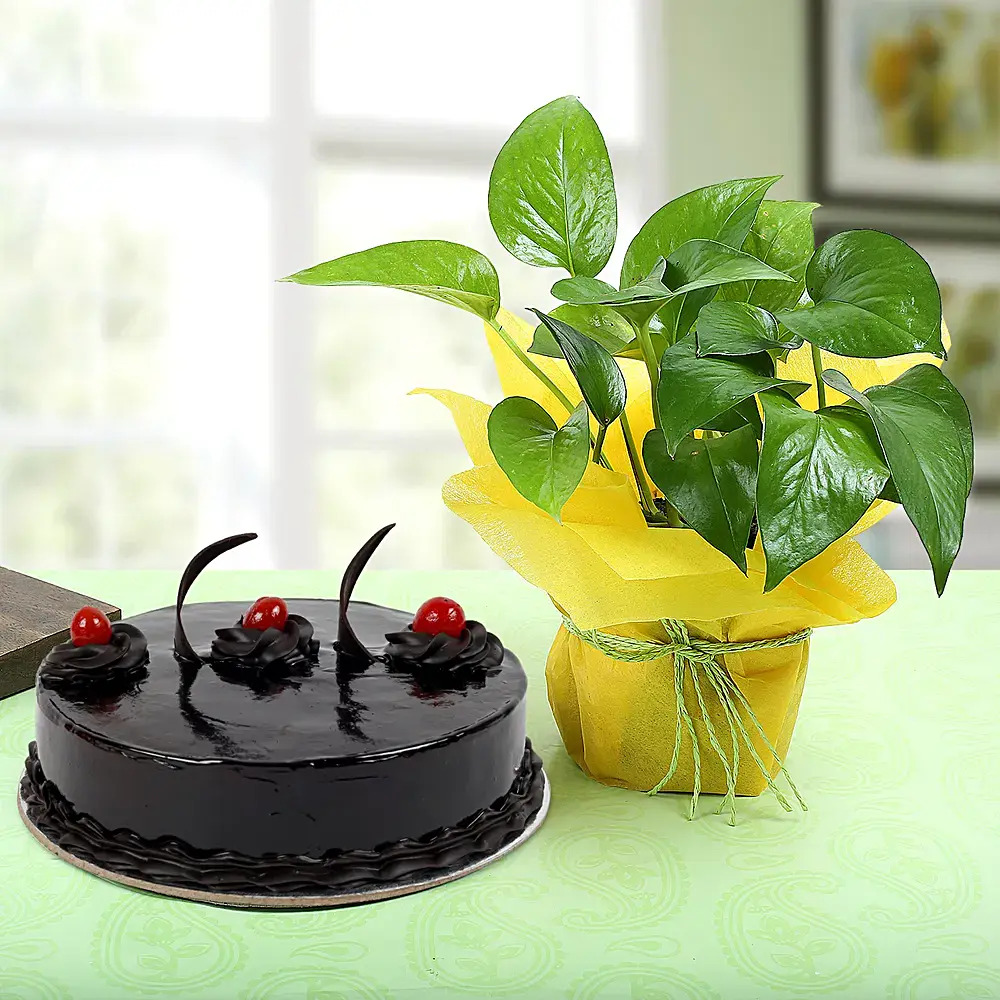 Truffle Cake N Money Plant