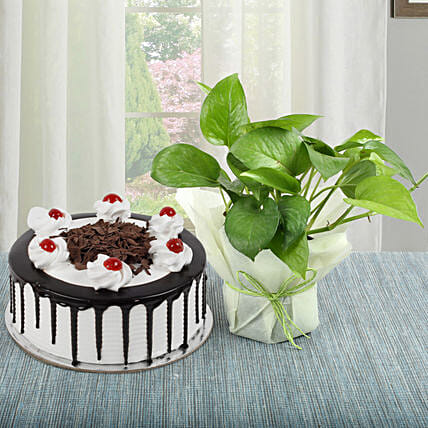 Black Forest Cake N Money Plant