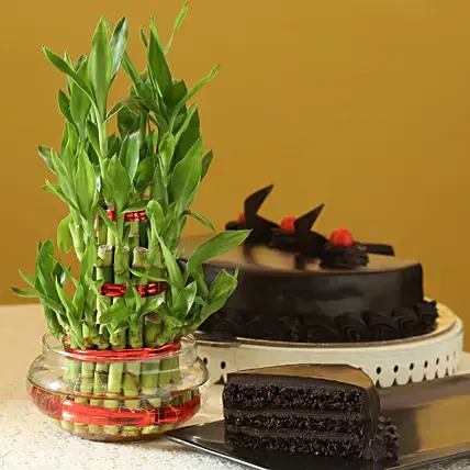 Truffle Cake N Three Layer Bamboo