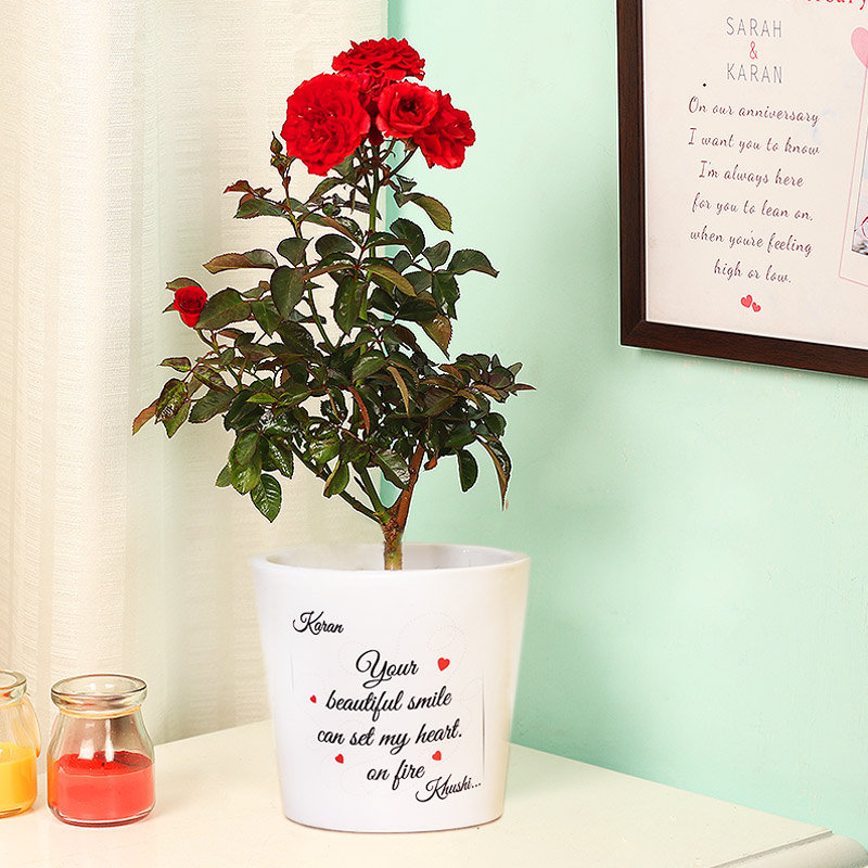 Personalised Rose Plant