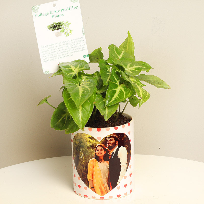 Green Hued Syngonium