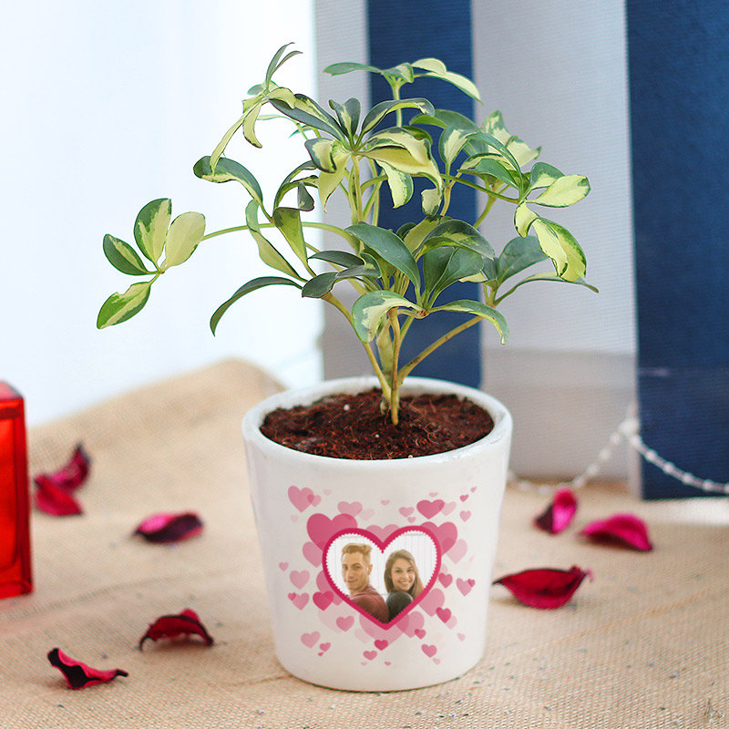 Personalized Photo Schefflera Plant