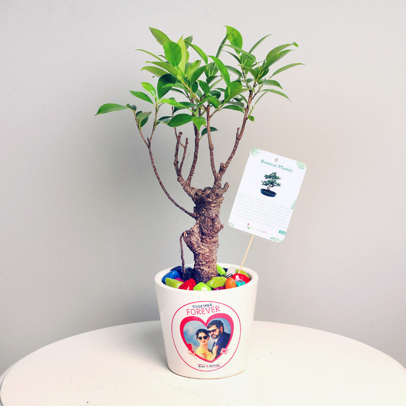 Noble Nostalgia Over Ficus