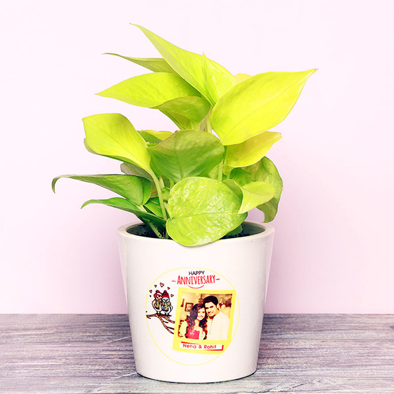 Golden Money Anniversary Plant