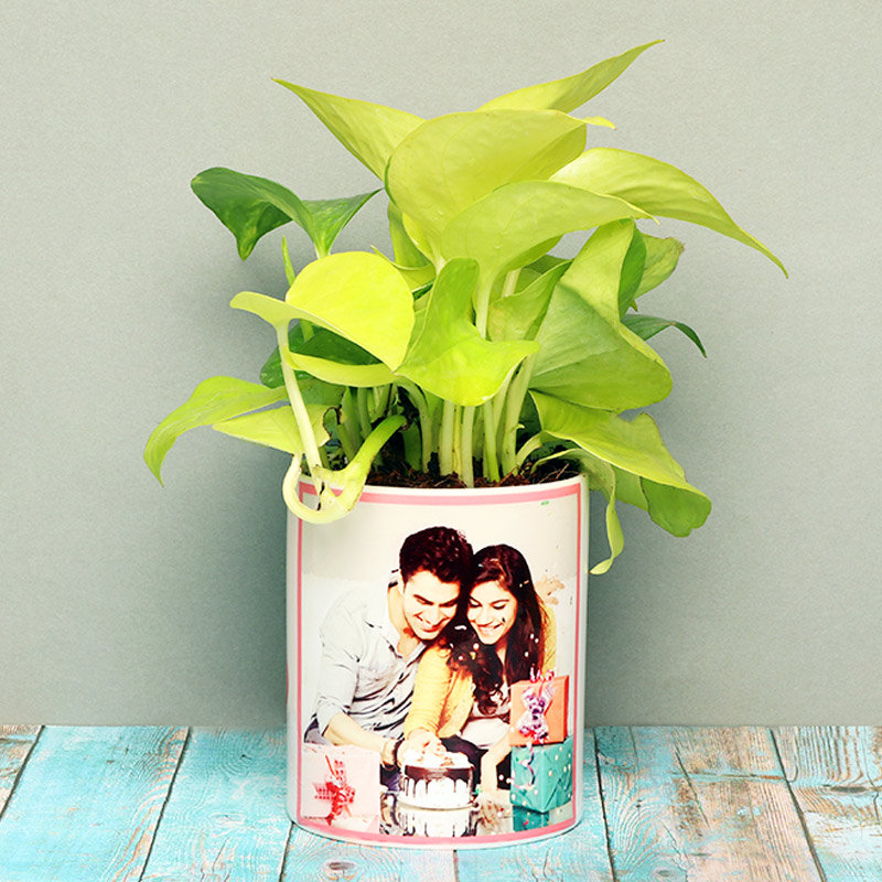 Charming Golden Money Plant Charming Golden Money Plant