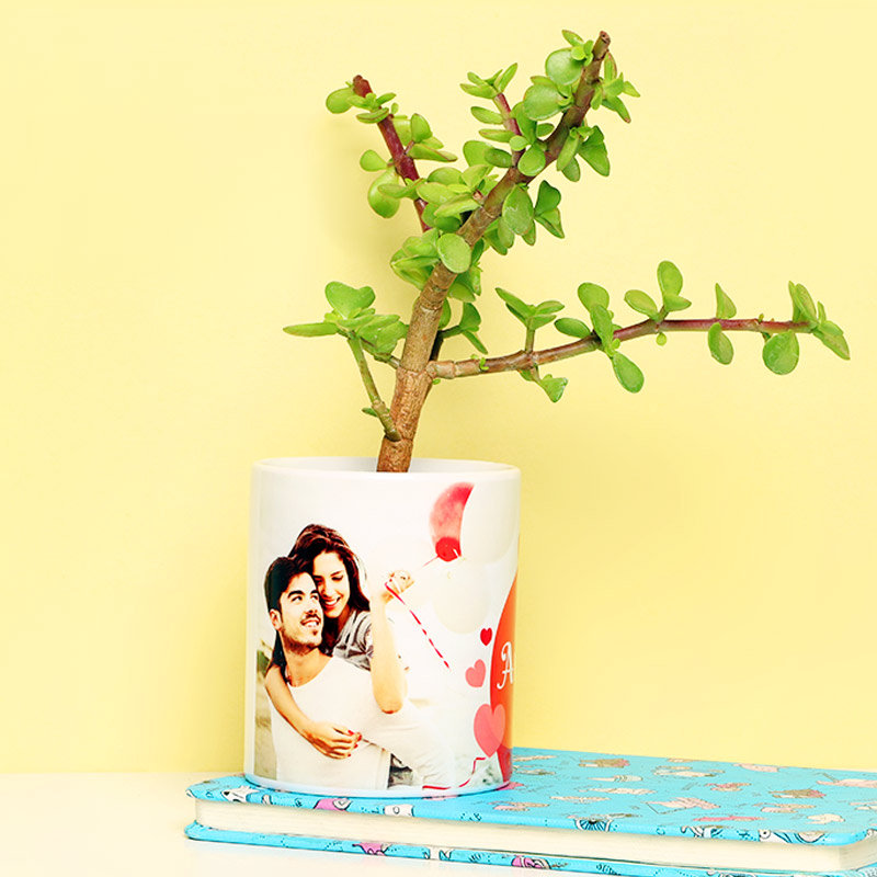 Dazzle Jade Plant Dazzle Jade Plant