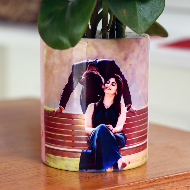 Glossy Peperomia Plant Glossy Peperomia Plant