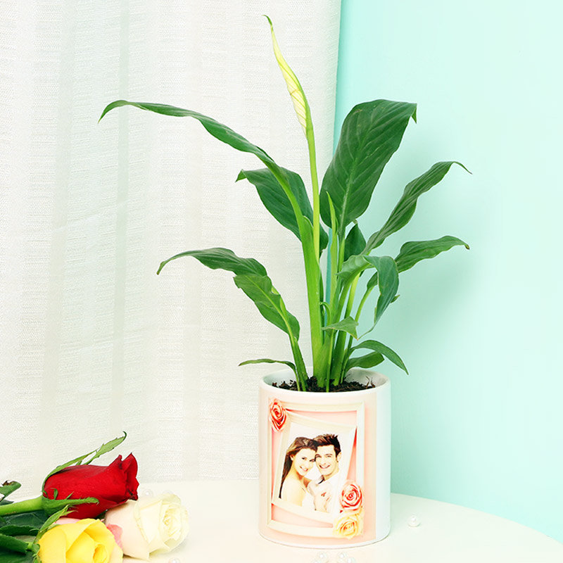 Wonderful Peace Lily Plant