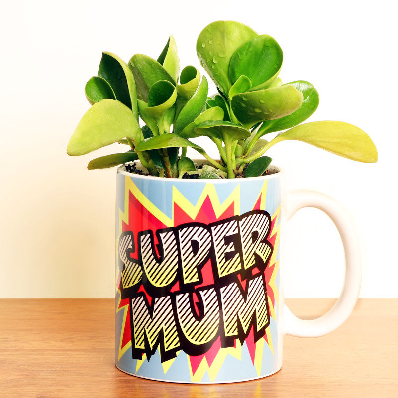 Peperomia Dwarf Plant Peperomia Dwarf Plant