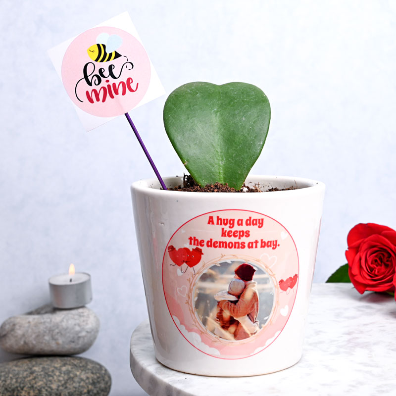 Artistically Personalized Hoya Kerri Plant