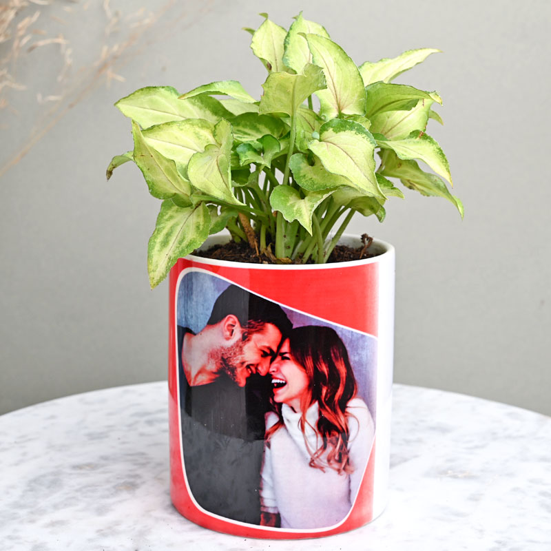 Hearty Green Syngonium Plant