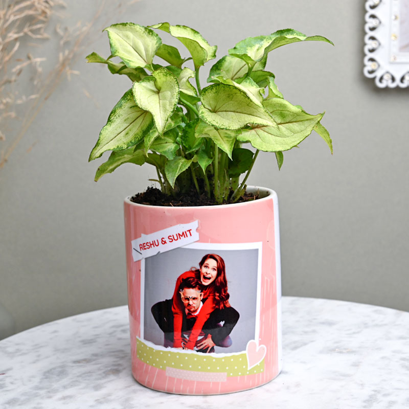 Be My Valentine Syngonium