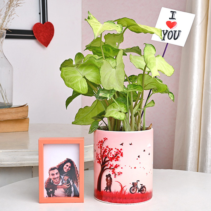 Syngonium Photo Frame Combo