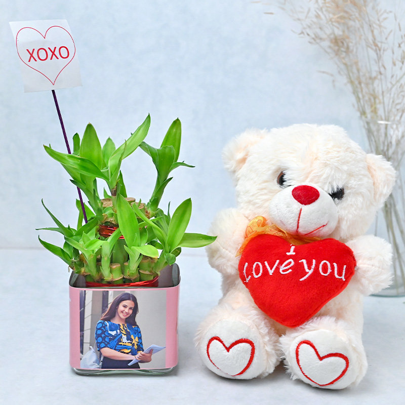 Lucky Bamboo Teddy Combo Lucky Bamboo Teddy Combo