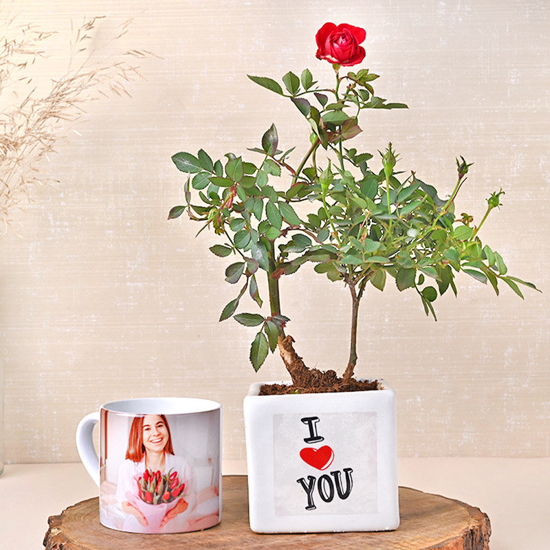 Love Rose Plant N Mug
