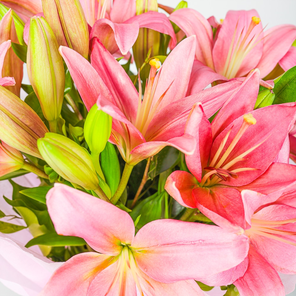 Beautiful Pink Lilies Bunch Beautiful Pink Lilies Bunch